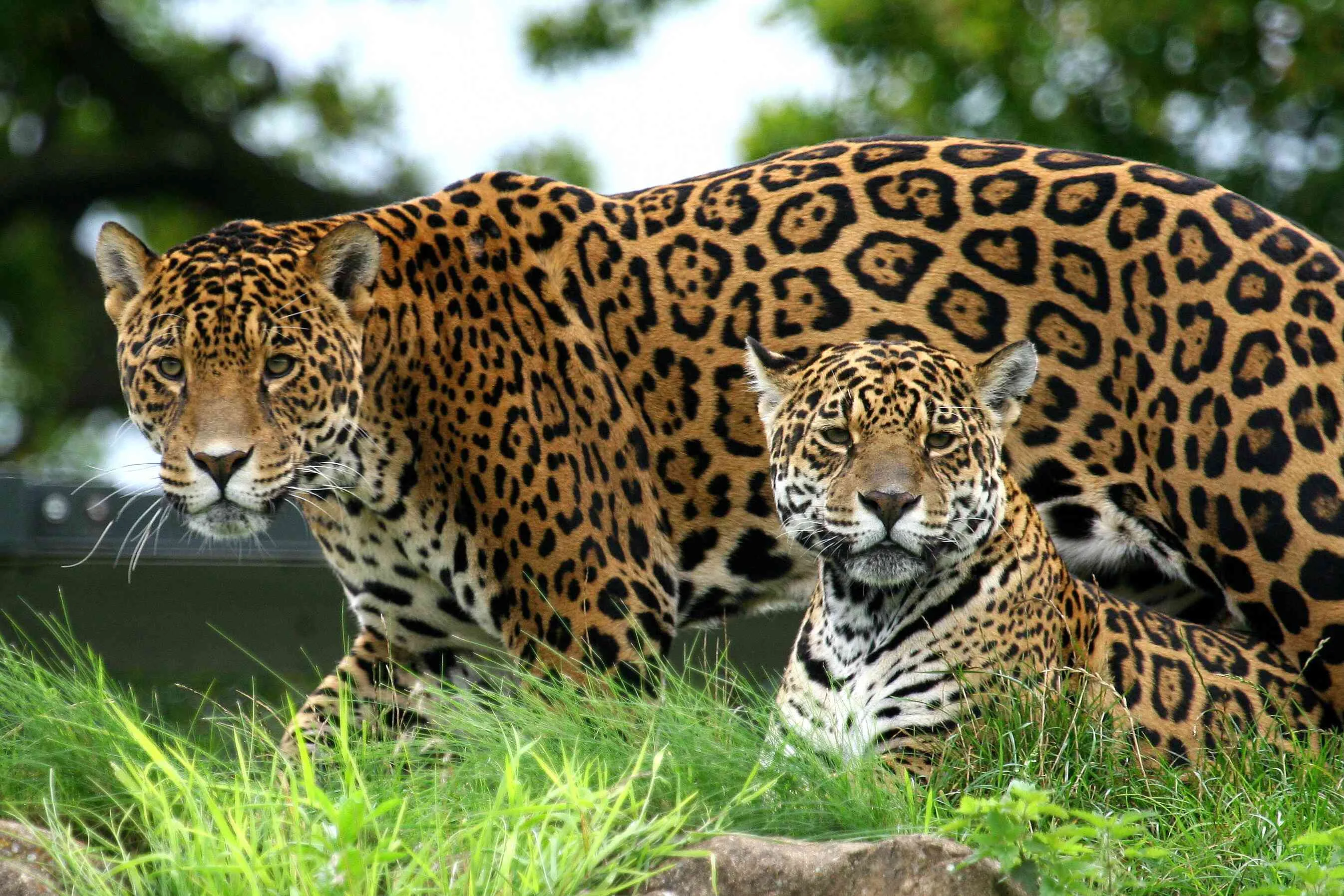 10 Enthralling Jaguar Facts