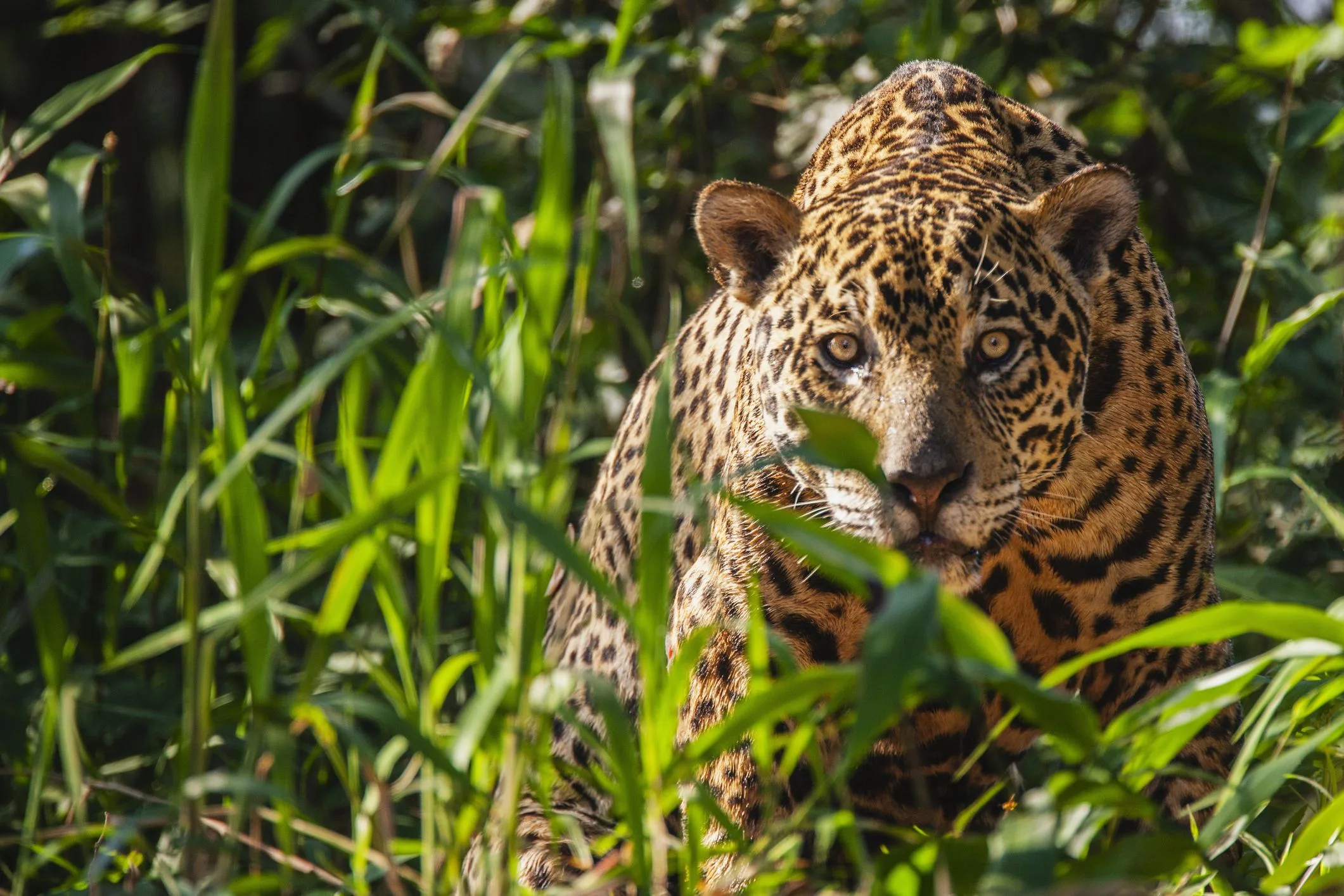 10 Enthralling Jaguar Facts