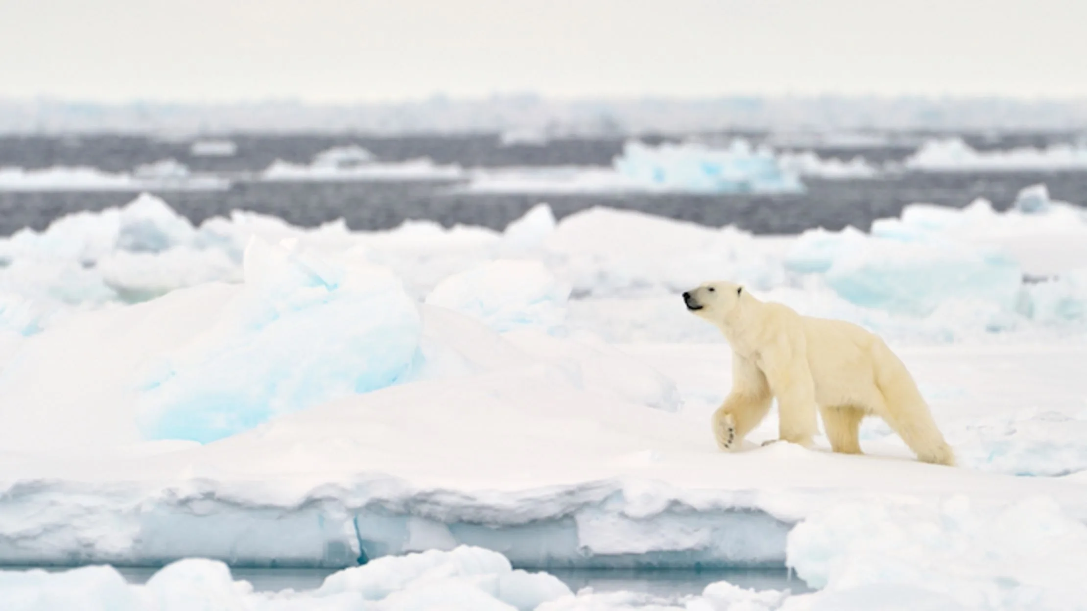 10 Freezing Facts About The Arctic S Ecosystem Mental Floss