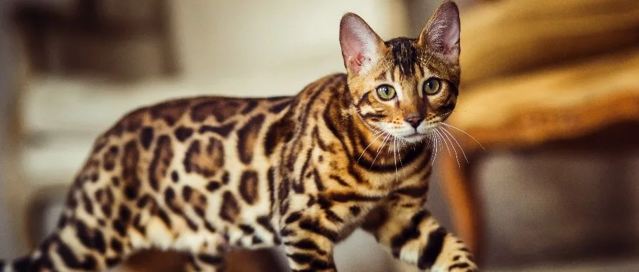 10 Large Cat Breeds With Even Bigger Personalities Four Paws
