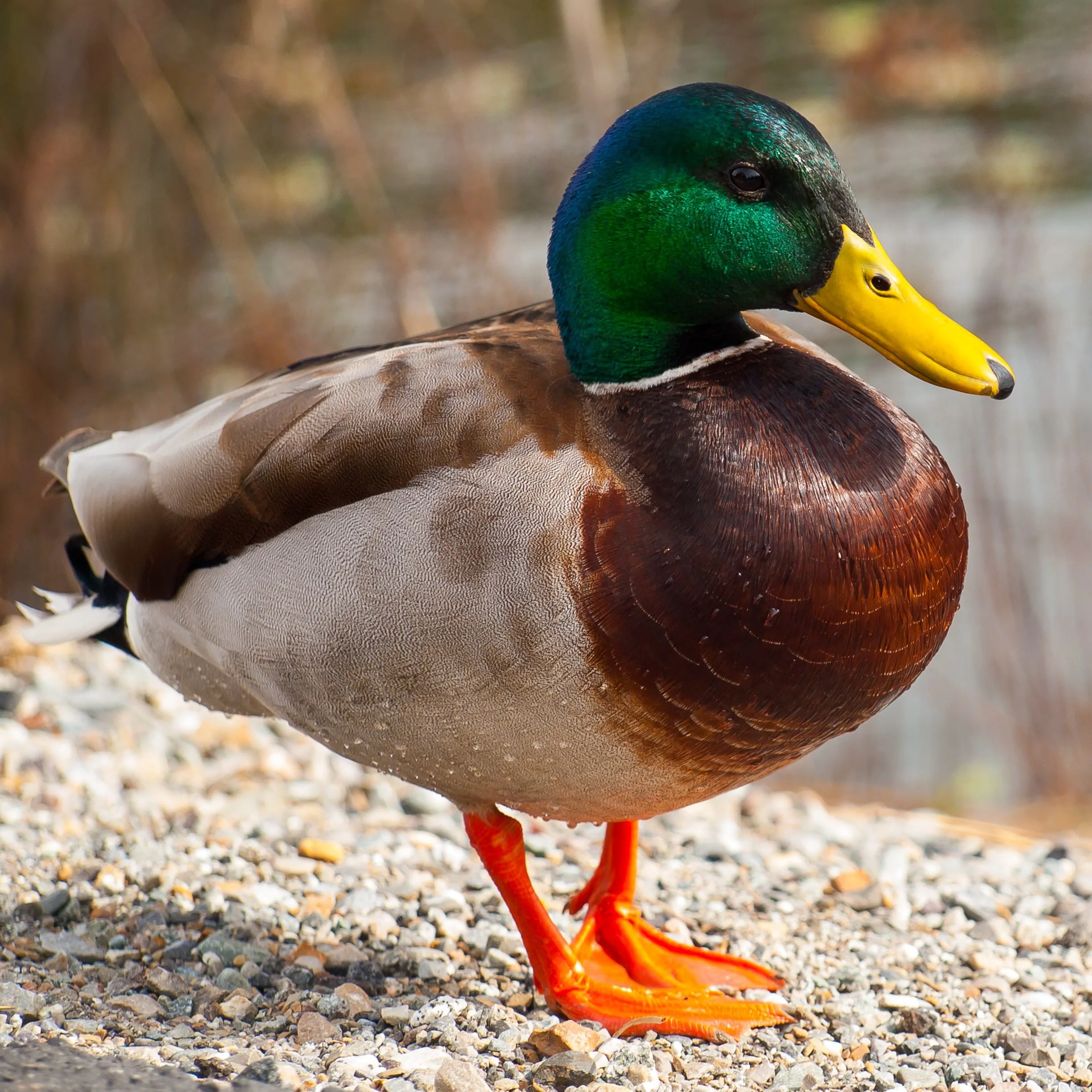 10 Most Common Birds Found In Phoenix Az 2025 Bird Watching Hq