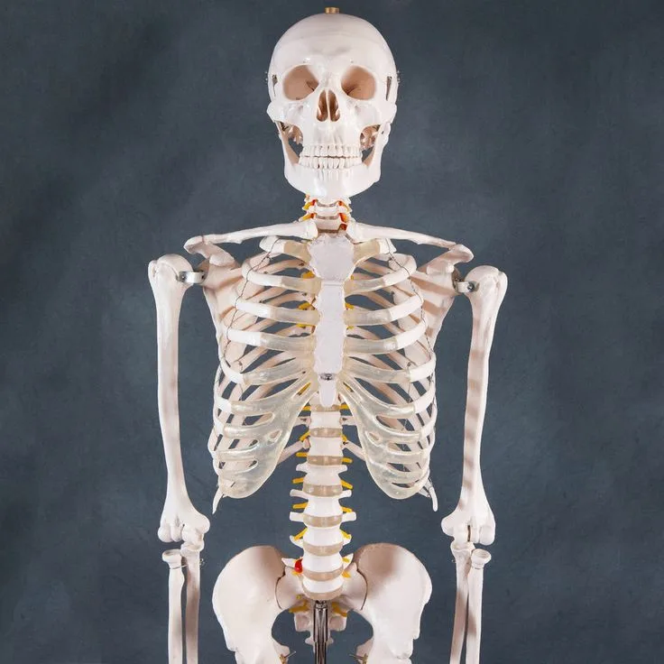1000 Images About Skeleton On Pinterest Anatomy Stencils And Urban