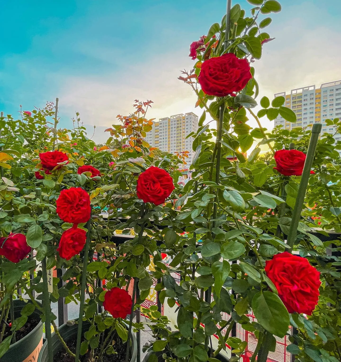 1000 Vườn Hoa Hồng Đẹp Nhận Tham Quan Và Hướng Dẫn Trồng Hoa