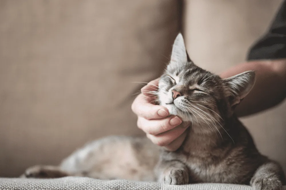 101 Sailor Moon Cat Names Real Inspired Name Ideas