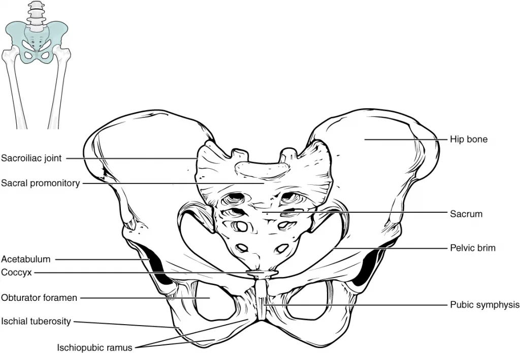 11 3 The Pelvic Girdle And Pelvis Fundamentals Of Anatomy And Physiology