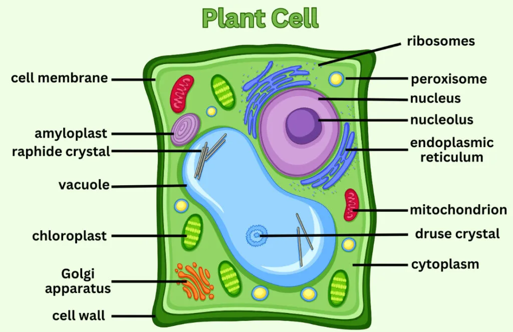 12 Plant Cell Structure Diagram Aileekristin