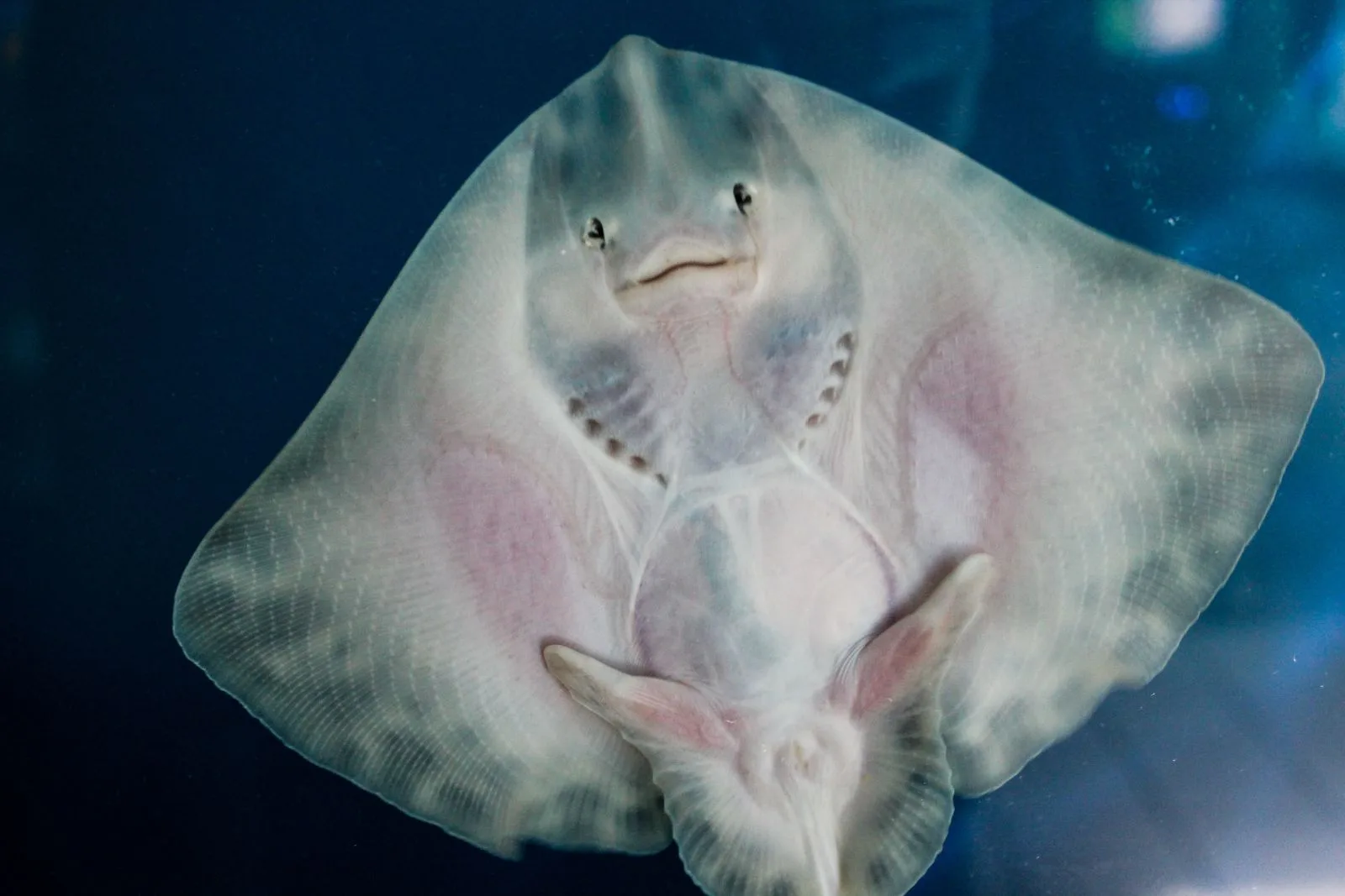 13 Facts About Ray