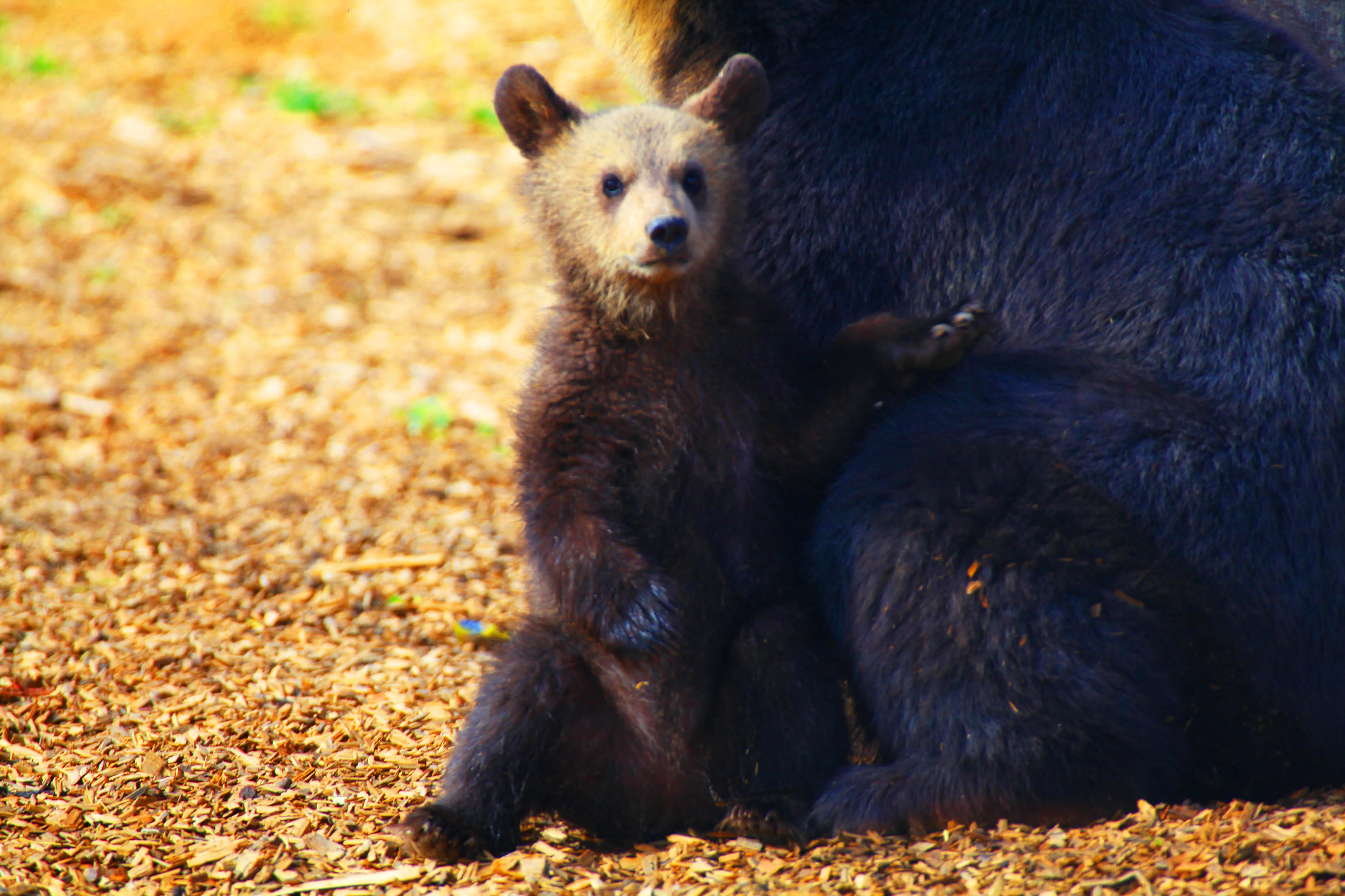 14 Pictures Of The Cutest Bear Cubs You Ll Ever See Peta