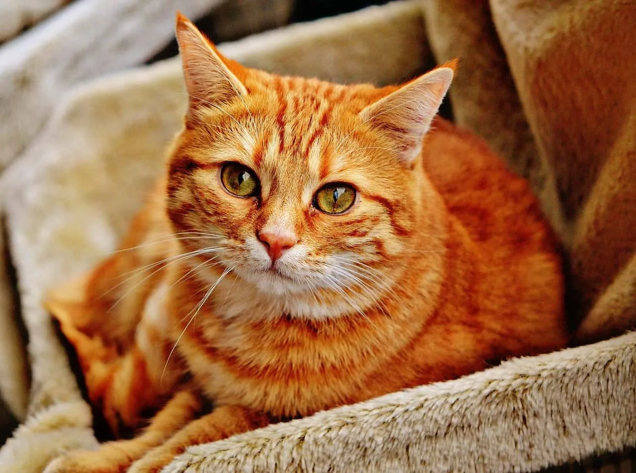 15 Jaw Dropping Facts About Cat Behavior