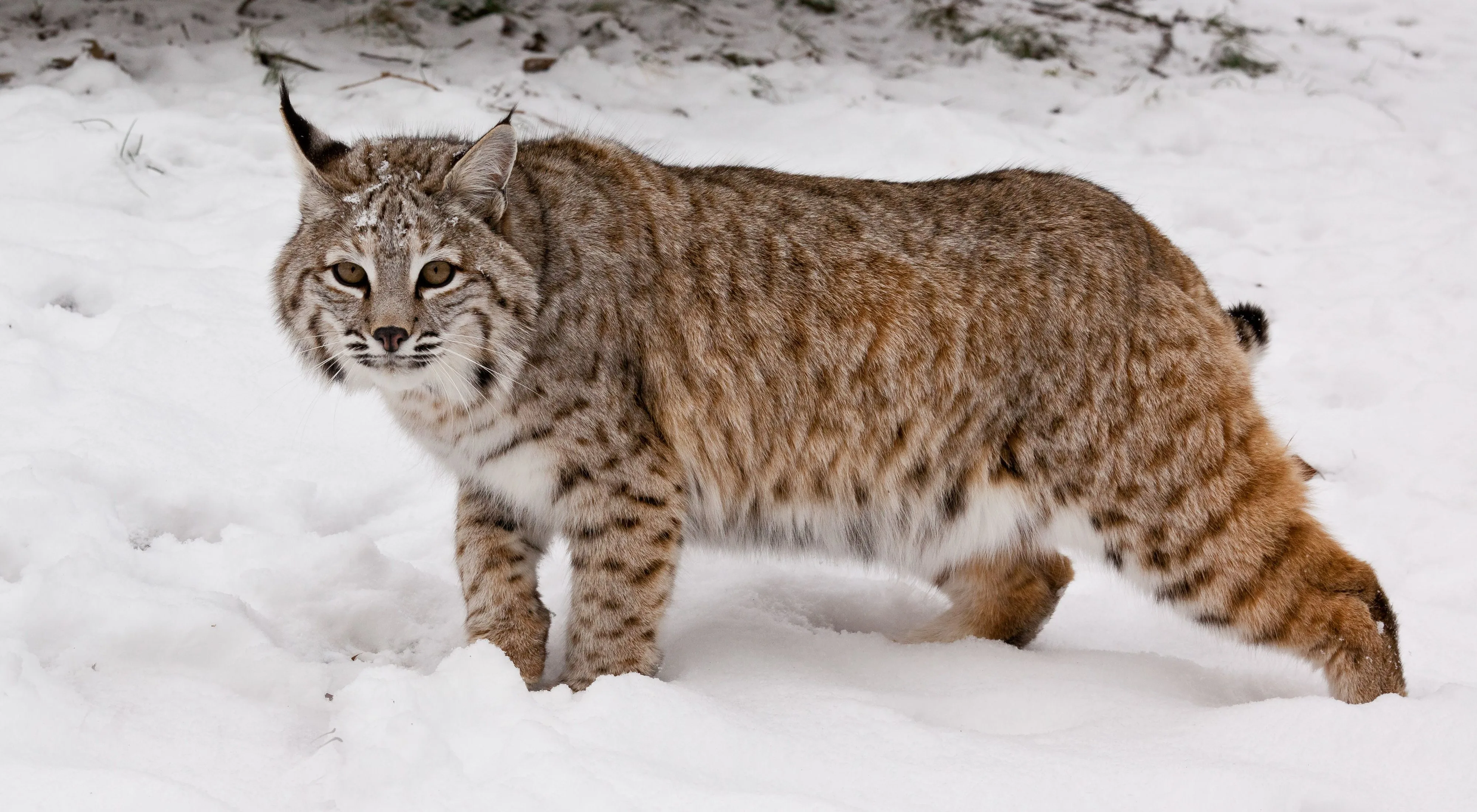 17 Facts About Bobcat