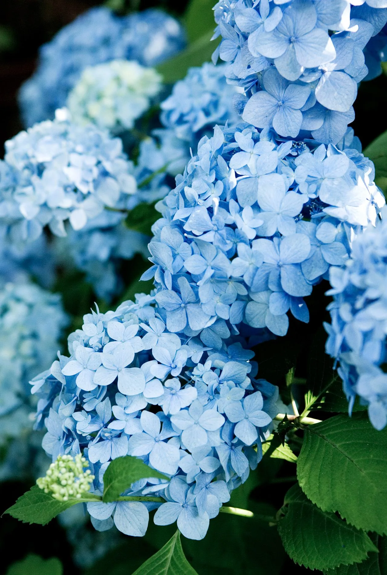 19 Stunning Blue Flowers You Ll Love Having In Your Garden