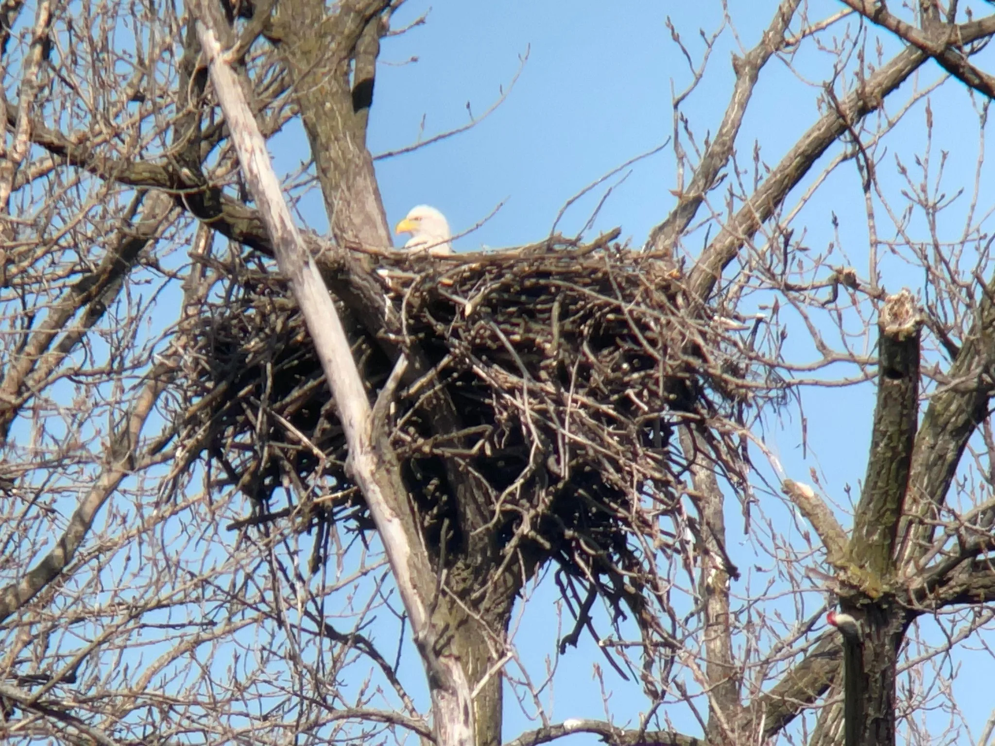 2 Bald Eagle Nests Expecting Hatchings Next Month In Will County