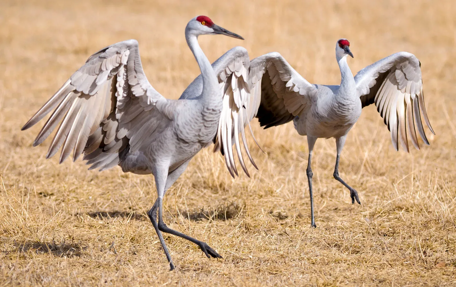 20 Facts About Crane