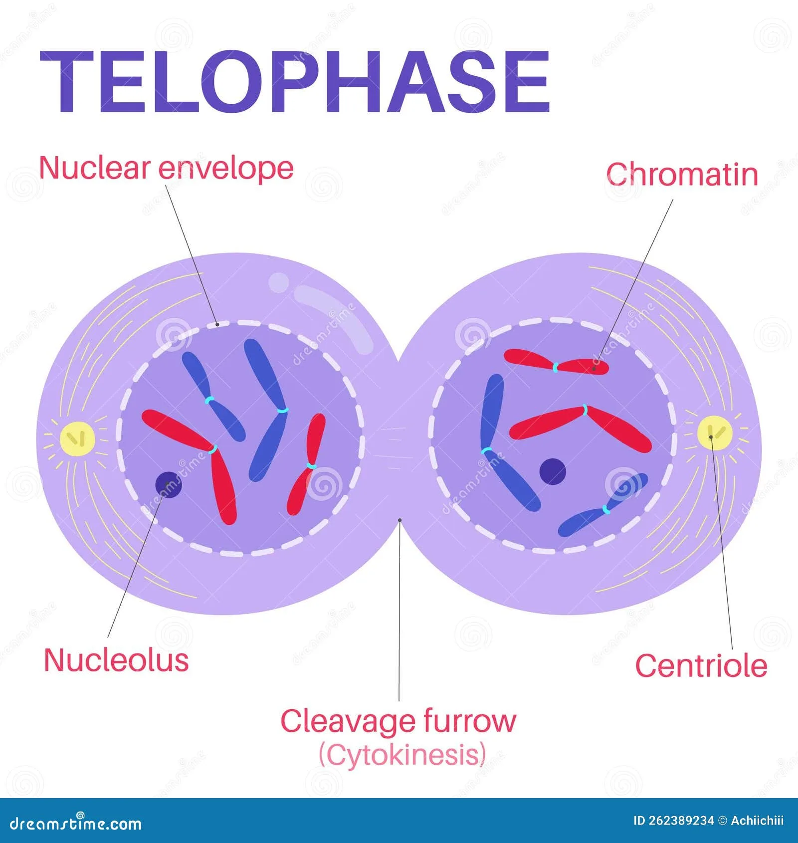 20 Telophase In Plant Cells Miriamilayna
