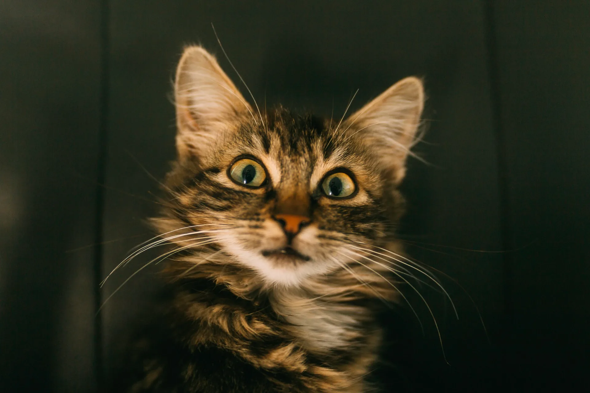 25 Surprising Cat Facts You Probably Didn T Know