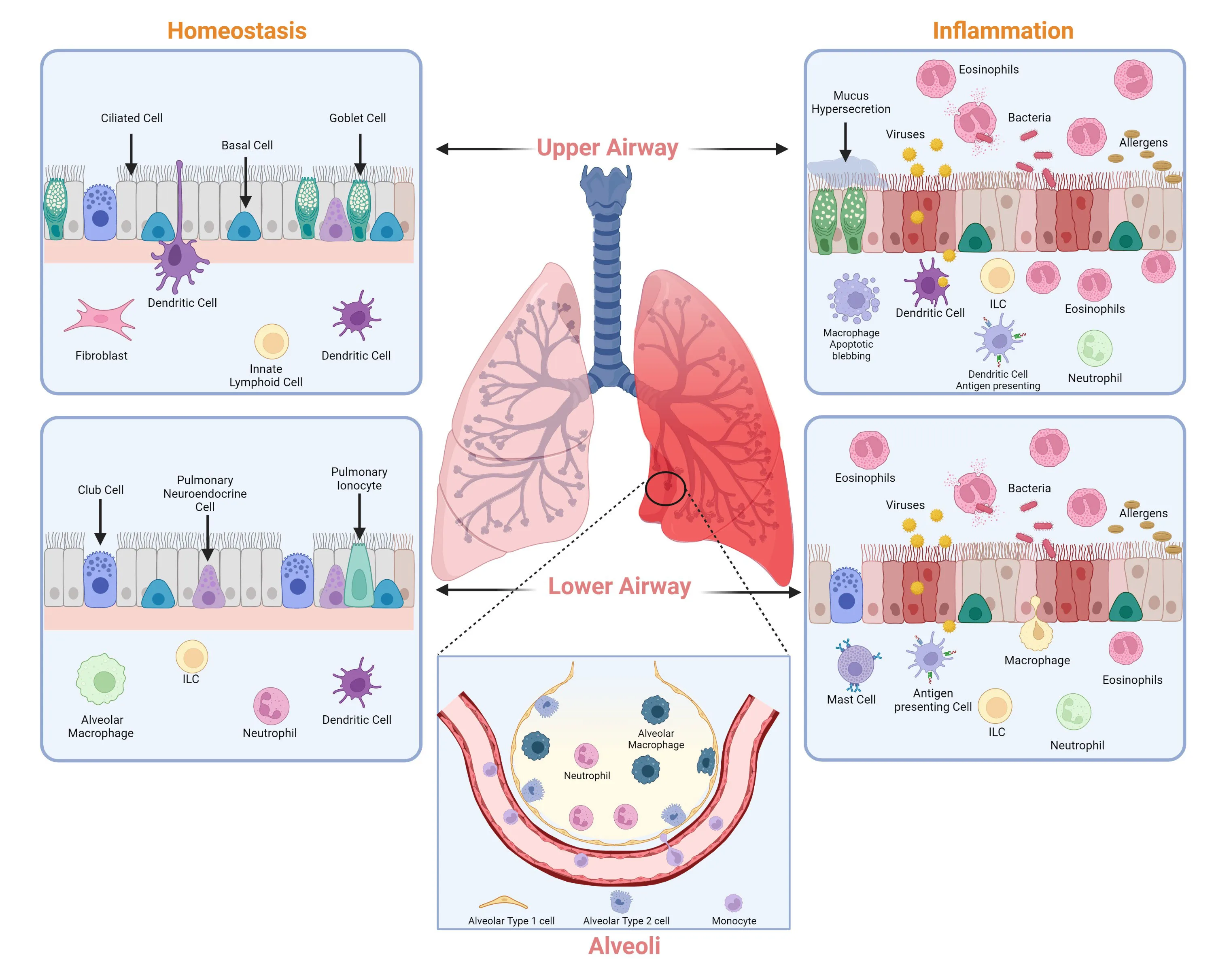 27 Lung Parenchyma Diagram Faisalcandi