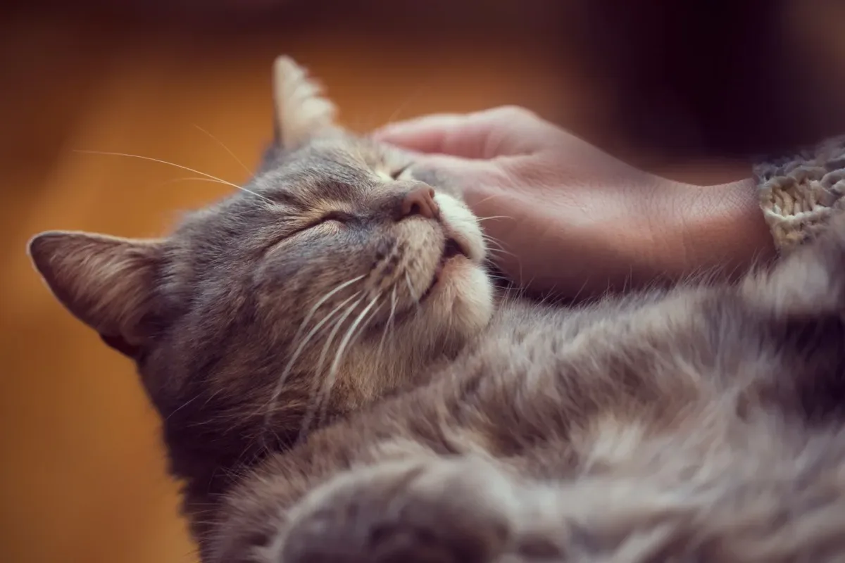 29 Amazing Cat Facts That Will Make You Appreciate Your Pet Even More