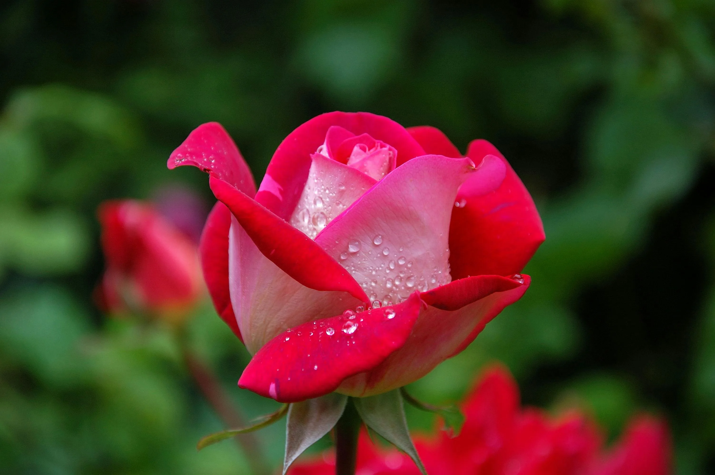 30 000 Rose Bilder Und Fotos Kostenlos Downloaden Pexels Stock Fotos