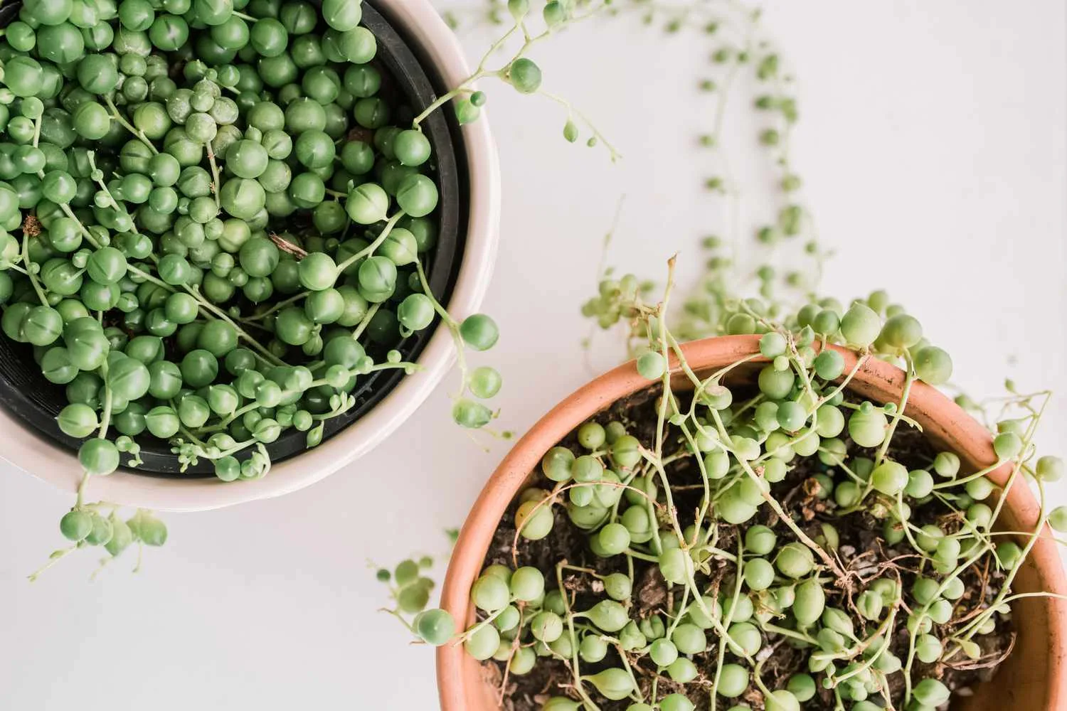 30 Best Indoor Plants To Add Some Greenery To Your Home