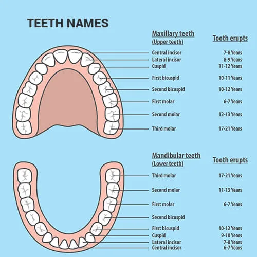 4 Types Of Teeth Rodeo Dental Orthodontic