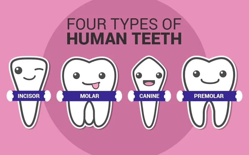 4 Types Of Teeth Rodeo Dental Orthodontic