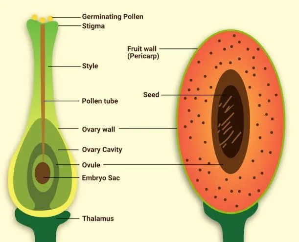 4 What Is The Ripened Ovary Of Flowering Plant Containing Seeds Discuss Its Parts With