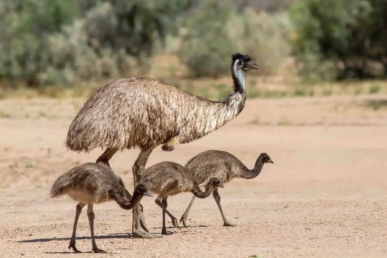 40 Emu Facts About Australia S Favorite Bird