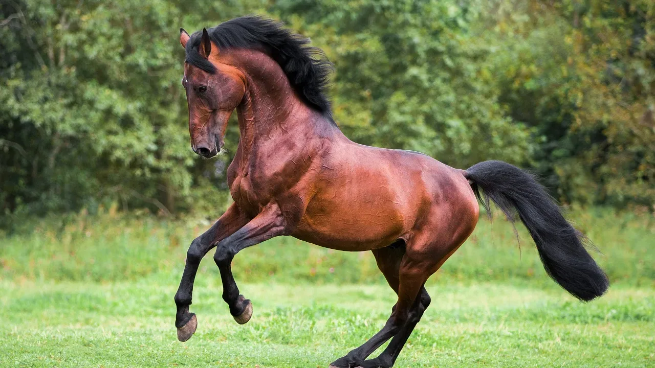 40 Horse Facts Most People Don T Know