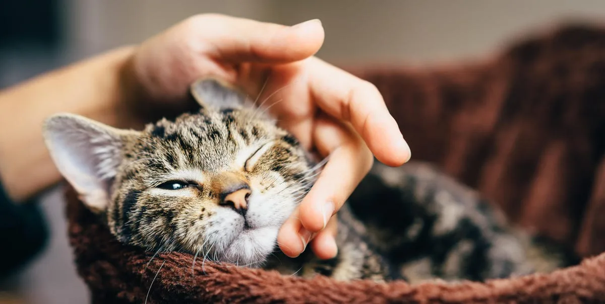 45 Best Cat Quotes Cute Cat Sayings To Describe Your Kitten
