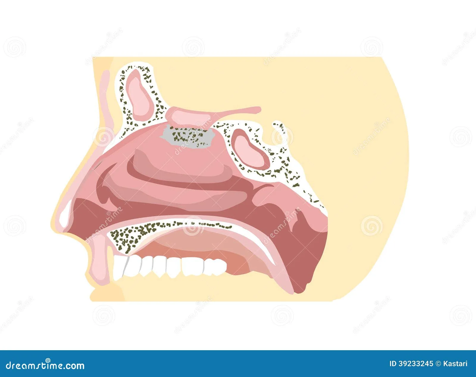 46 Diagram Nose Anatomy Niazabronte