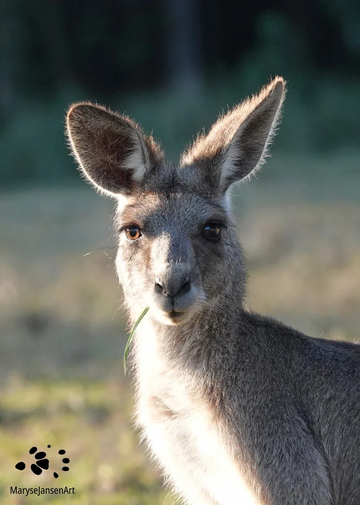 5 Interesting Facts About Kangaroos Marysejansenart