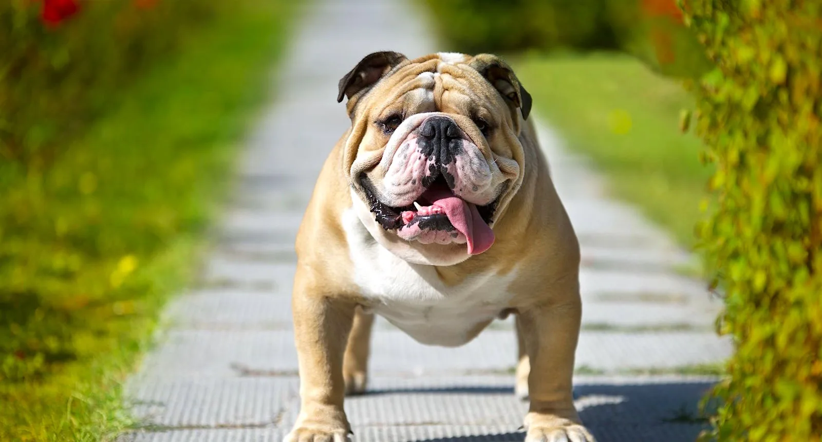5 Things To Know About Bulldogs