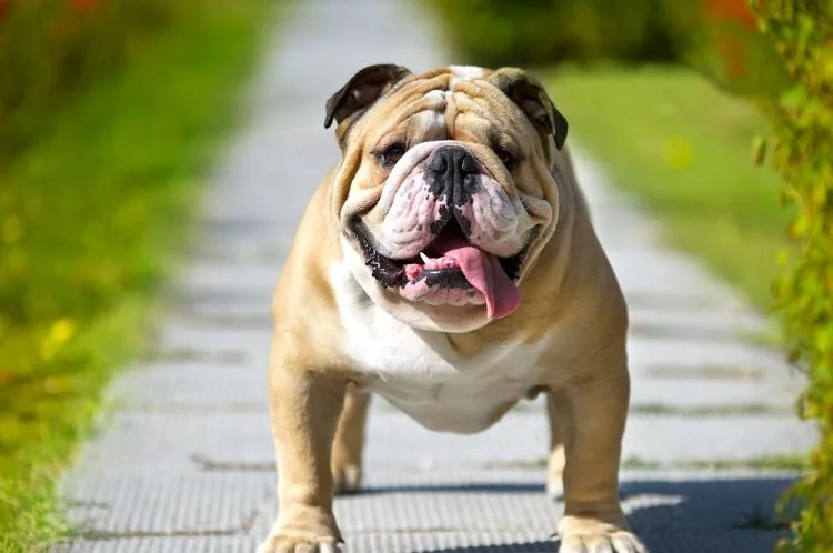 5 Things To Know About Bulldogs Petful
