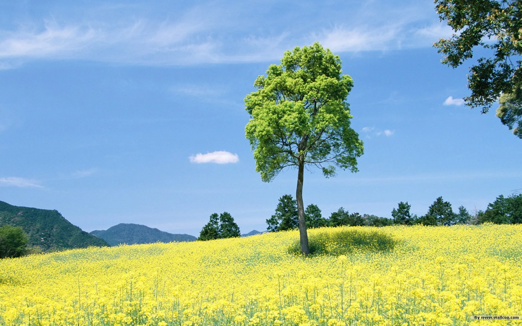50 Free Desktop Backgrounds Wallpapers Outside Wallpapersafari