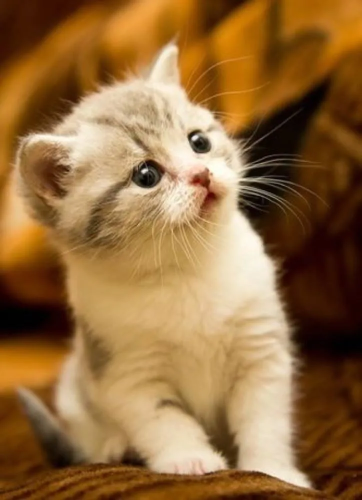 50 Inspirasi Populer Cat Kitten