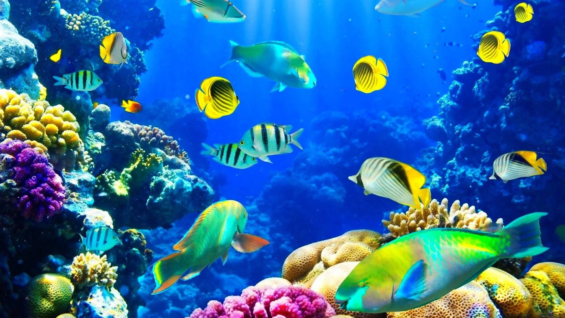 500 Underwater Wallpapers