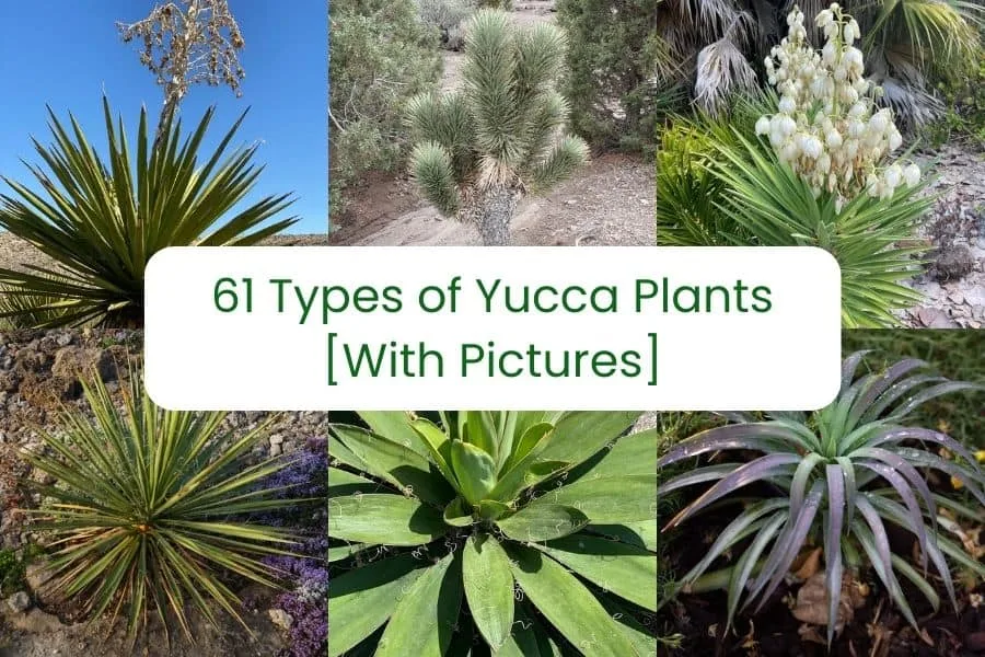 61 Types Of Yucca Plants With Pictures Succulent Alley