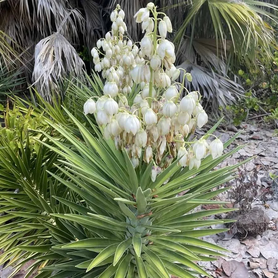 61 Yucca Plant Varieties Identification And Care Guide Succulent Alley