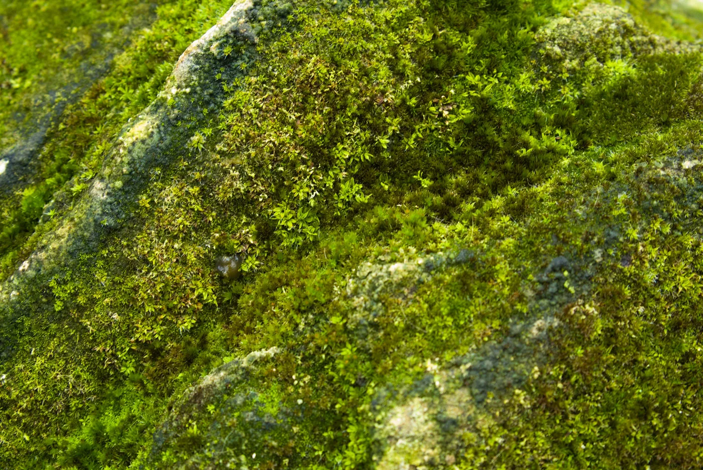 7 Interesting Things About Moss Kew