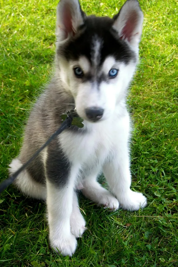 7 Things You Need To Know About The Siberian Husky Animalso