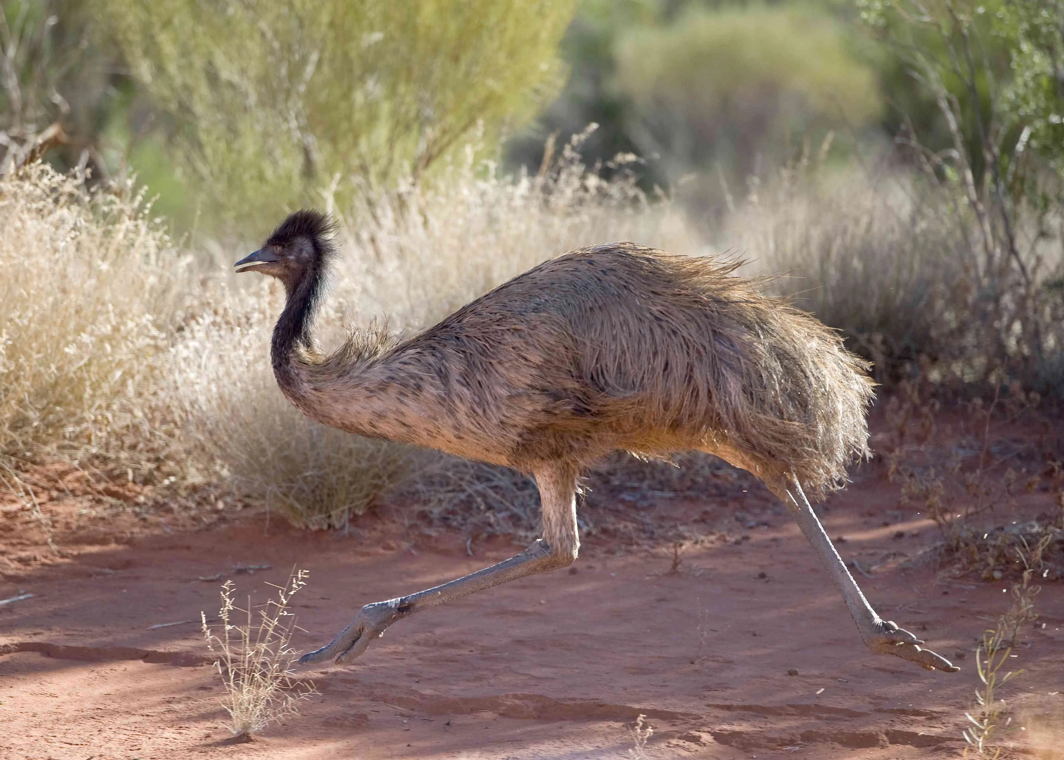 8 Amazing Emu Facts