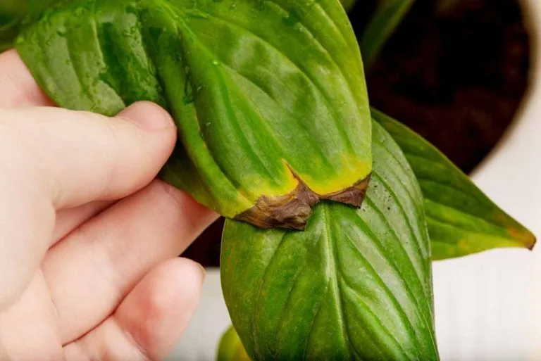 8 Main Reasons Why Peace Lily Leaves Are Turning Brown And How To Treat It