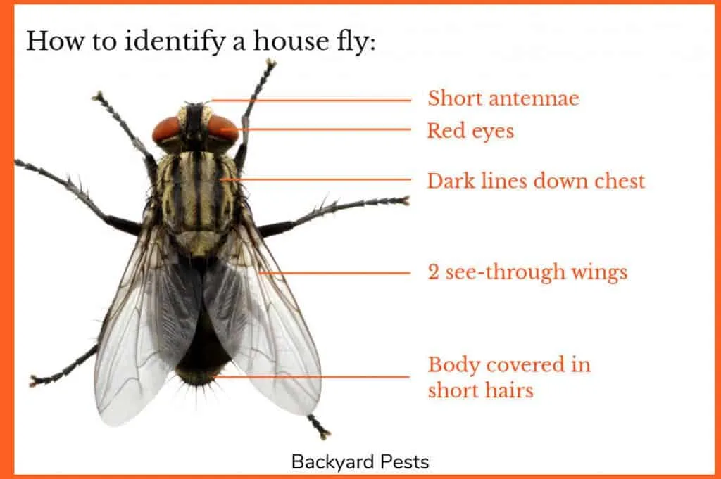 8 Places Maggots Come From And Why Backyard Pests