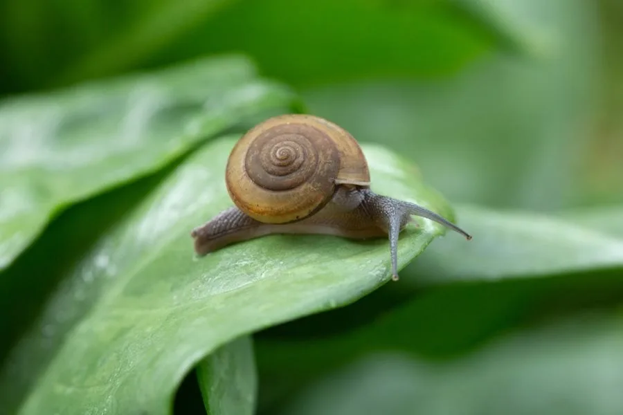 8 Safe Ways To Get Rid Of Garden Snails Slugs Garden Design