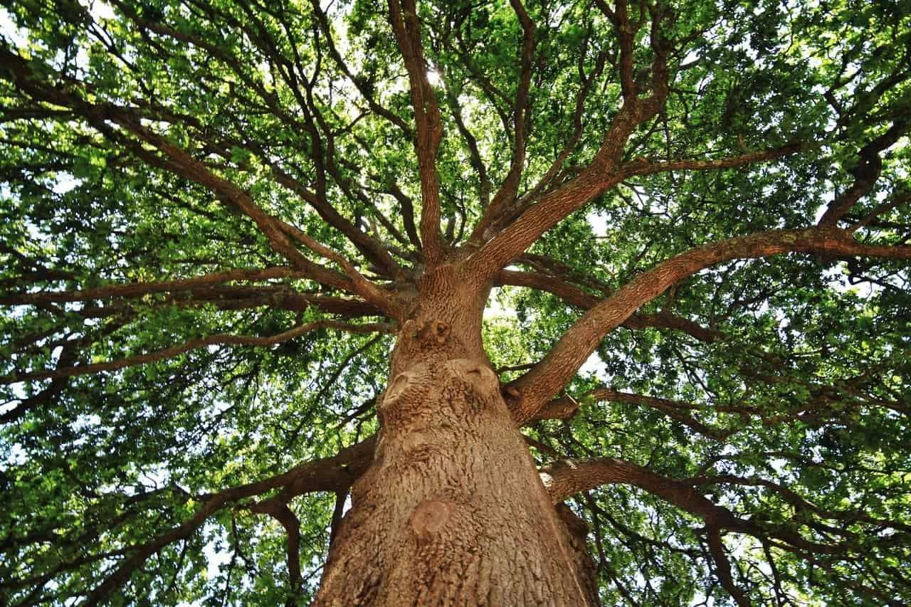 8 Wonderful Types Of Oak Trees In Wisconsin Progardentips