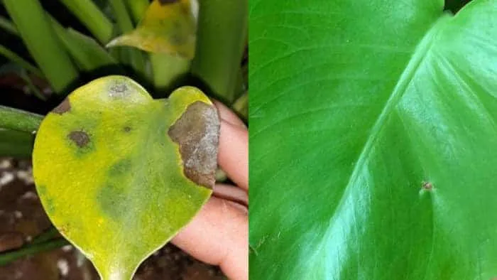 9 Reasons For Brown Spots On Monstera And How To Fix It Garden For Indoor