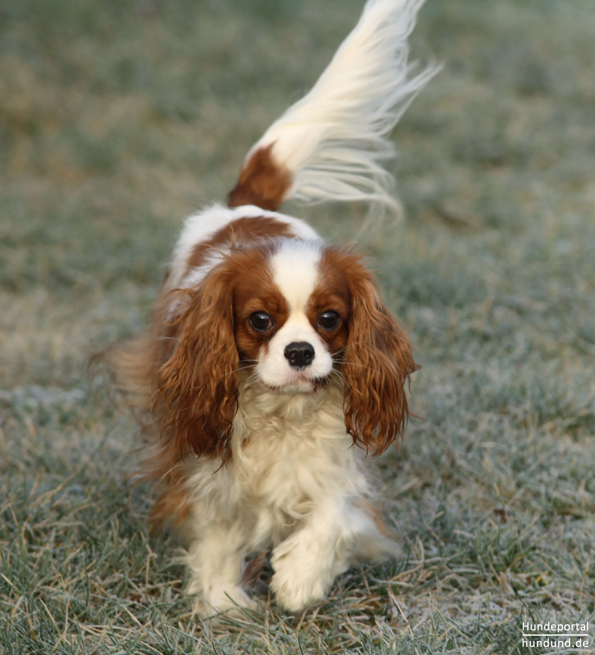 อันดับหนึ่ง 91 ภาพ Cavalier King Charles Spaniel ราคา ใหม่ที่สุด