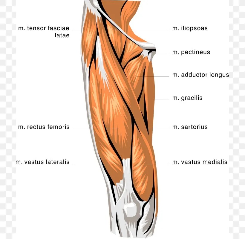 รายการ 96 ภาพพื้นหลัง กล้าม เนื้อ Quadriceps อัปเดต