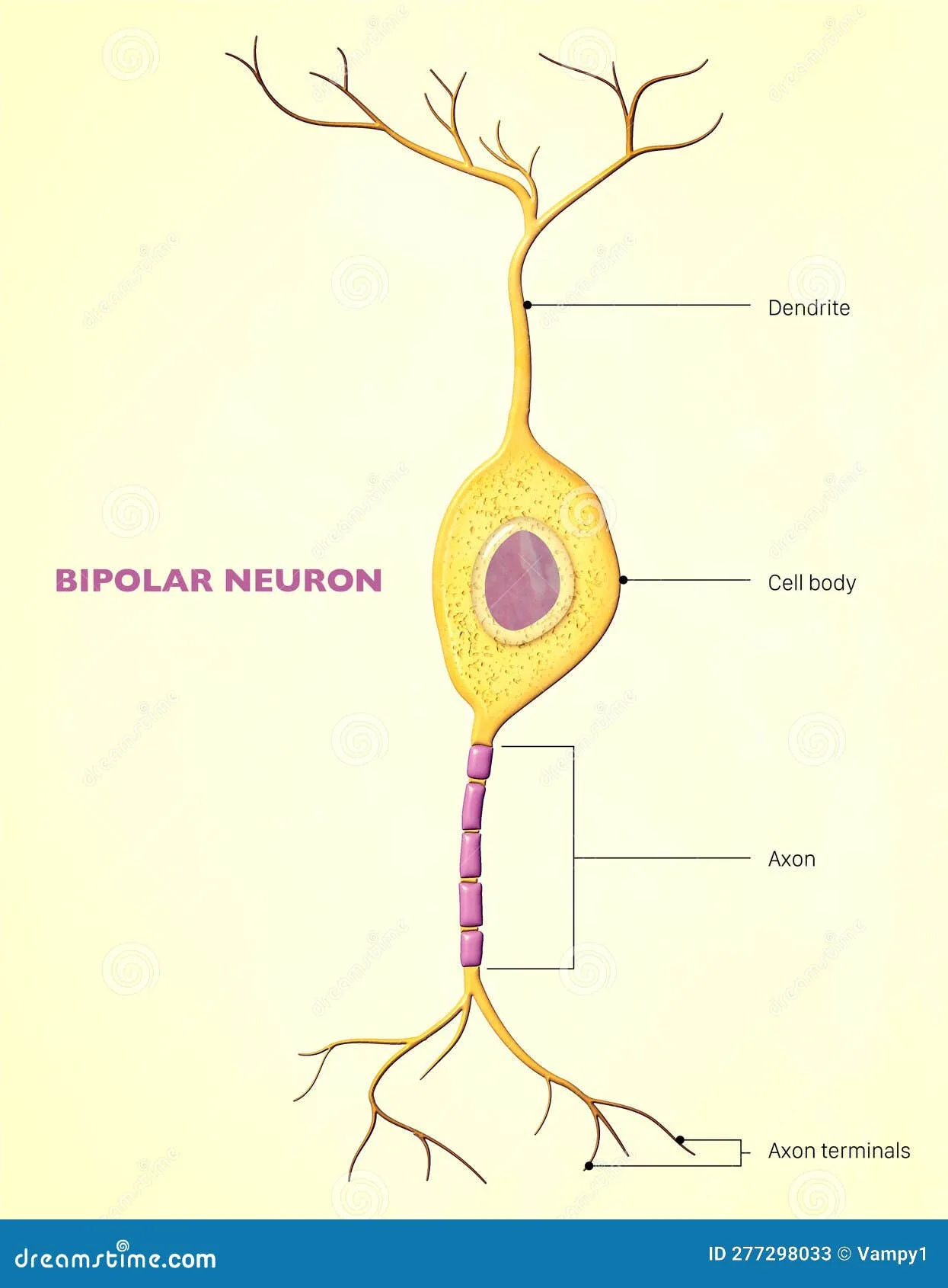 A Bipolar Neuron Or Bipolar Cell Is A Type Of Neuron That Has Two Extensions One Axon And One