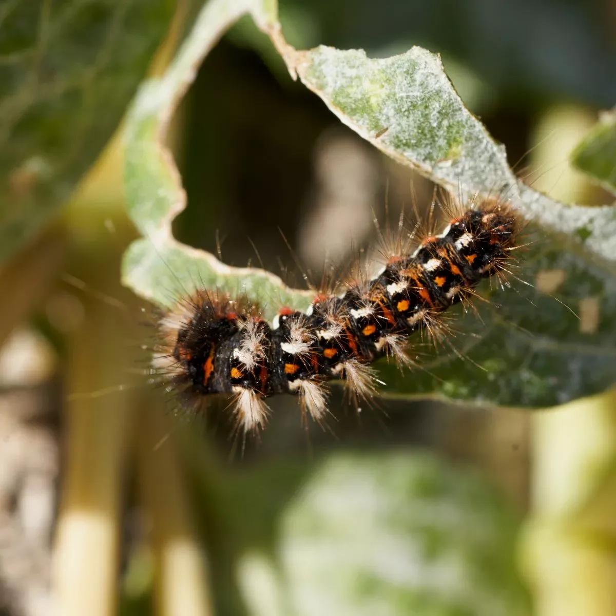 A Caterpillar That Looks Like A Dog